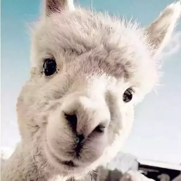 alpaca是什么面料