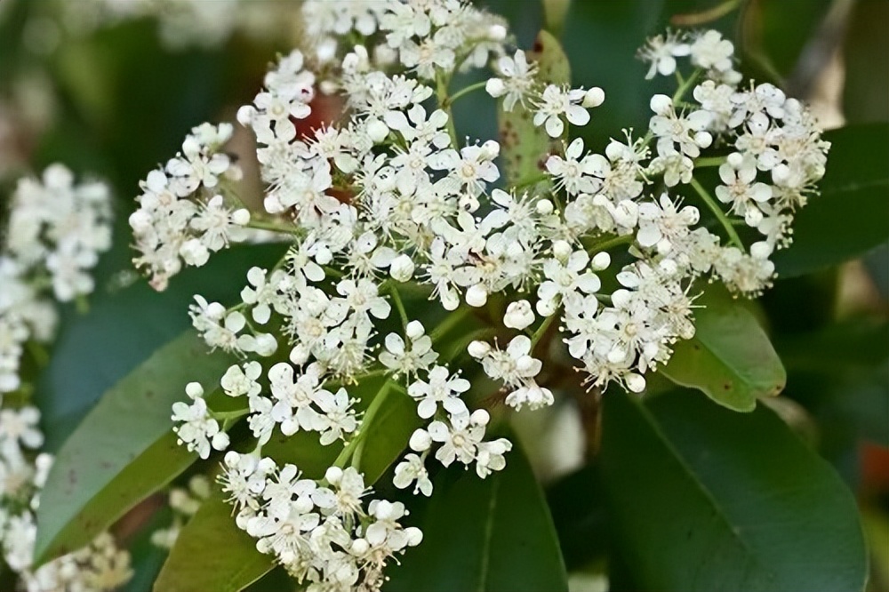 石楠花的味道是什么梗