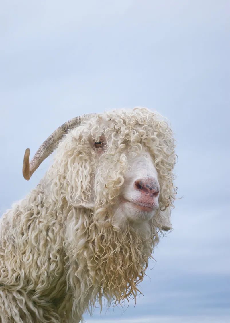 mohair是什么面料
