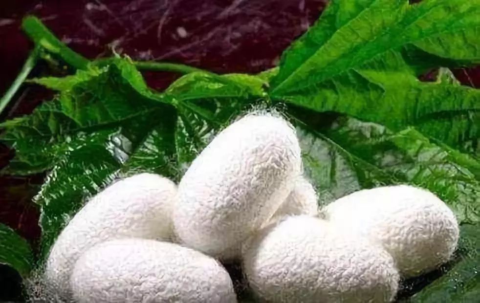 蠶絲-服裝面料知識大全-邦巨紡織